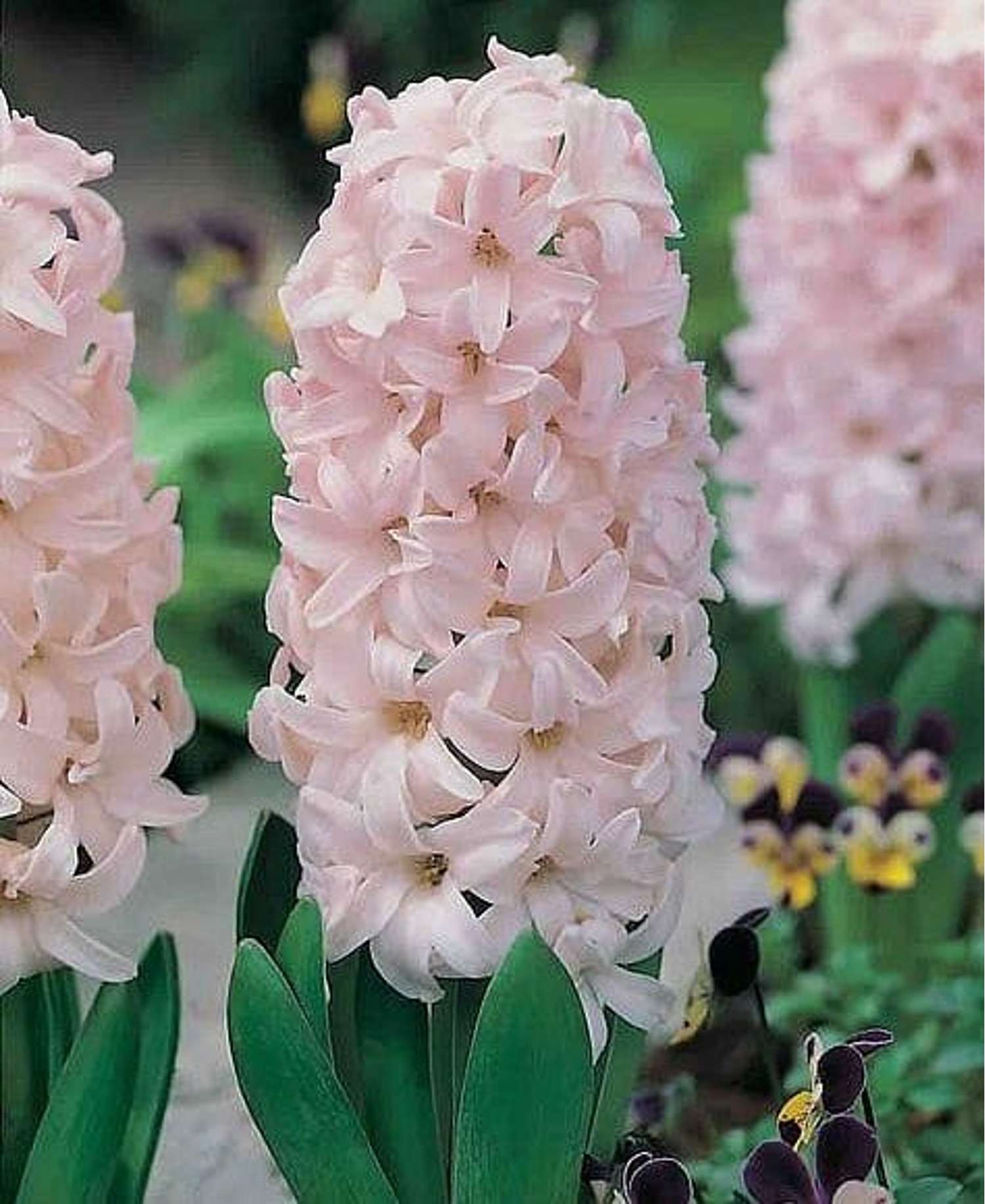 Hyasintti 'China Pink'